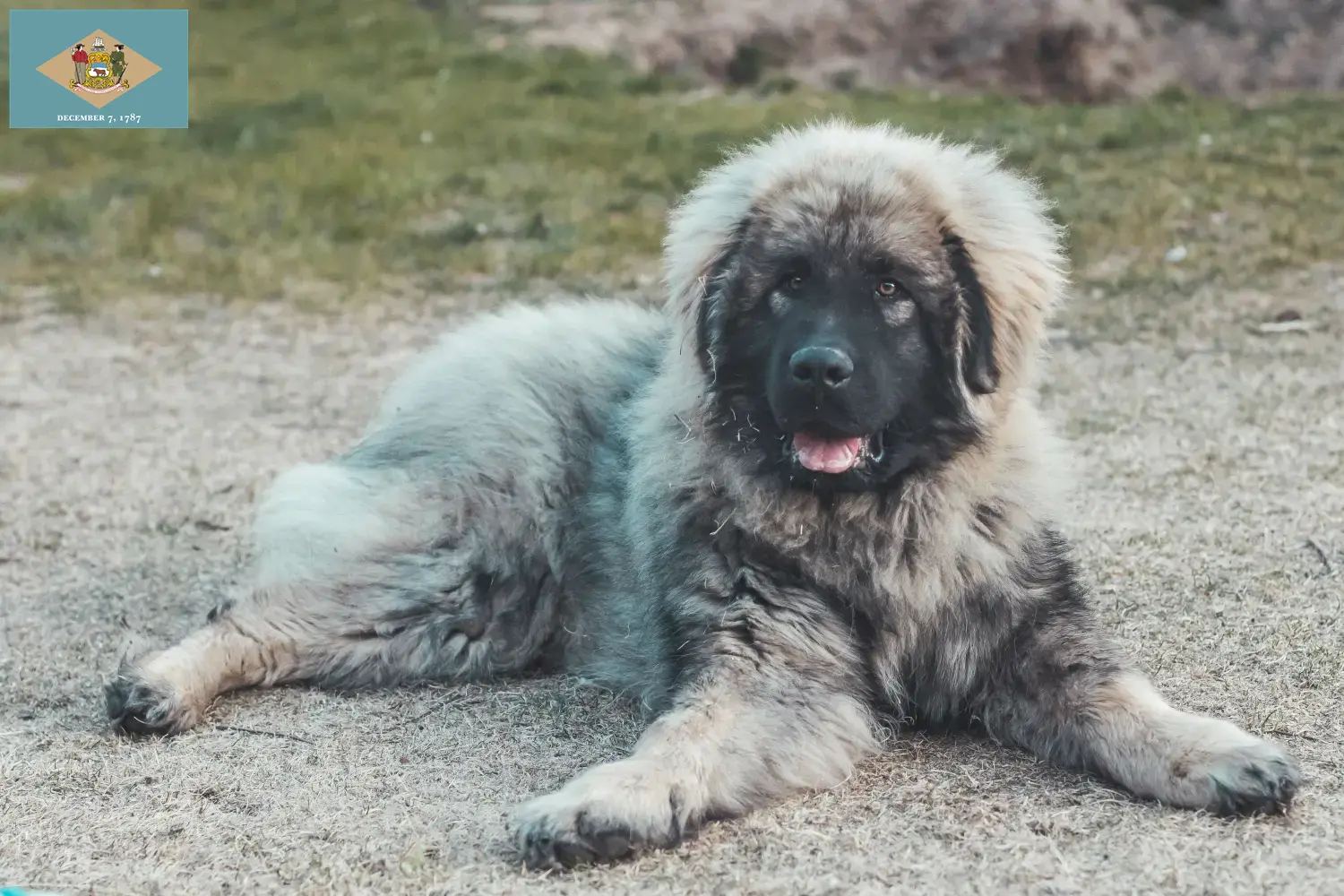 Šarplaninac puppies and breeders Delaware Find Šarplaninac breeders in Delaware here.