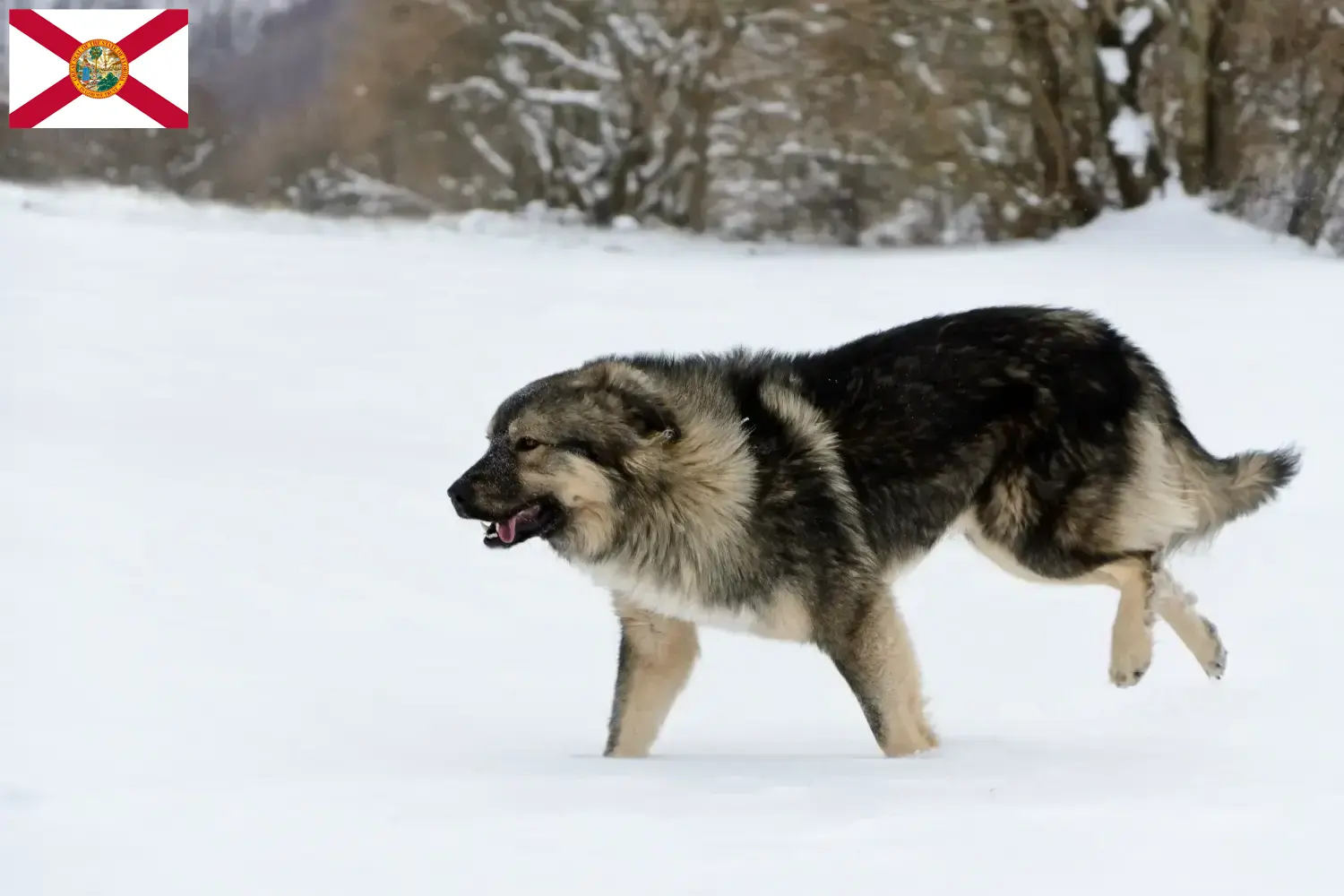 Šarplaninac puppies and breeders Florida Find Šarplaninac breeders in Florida here.