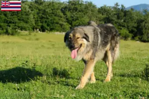 Read more about the article Šarplaninac breeders and puppies in Hawaii