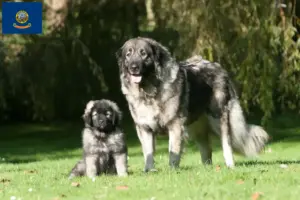 Read more about the article Šarplaninac breeders and puppies in Idaho