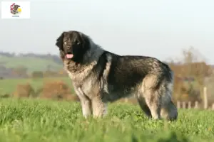 Read more about the article Šarplaninac breeders and puppies in Illinois