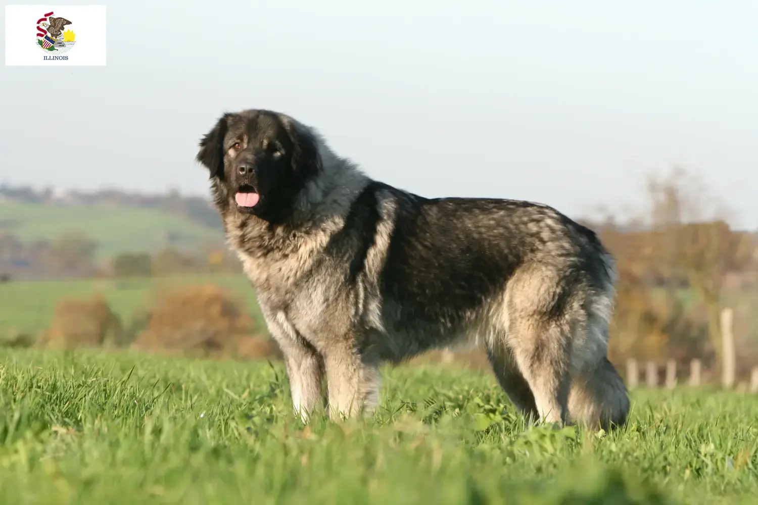 Šarplaninac puppies and breeders Illinois Here you can find Šarplaninac breeders in Illinois.