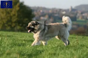 Read more about the article Šarplaninac breeders and puppies in Indiana