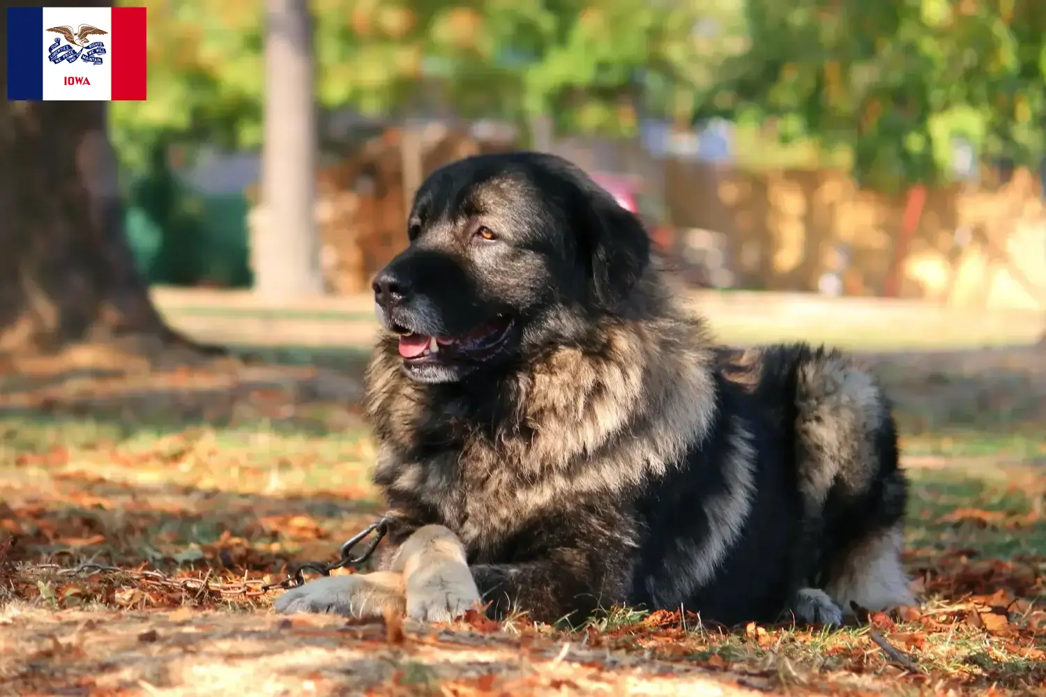Šarplaninac puppies and breeders Iowa Here you can find Šarplaninac breeders in Iowa.