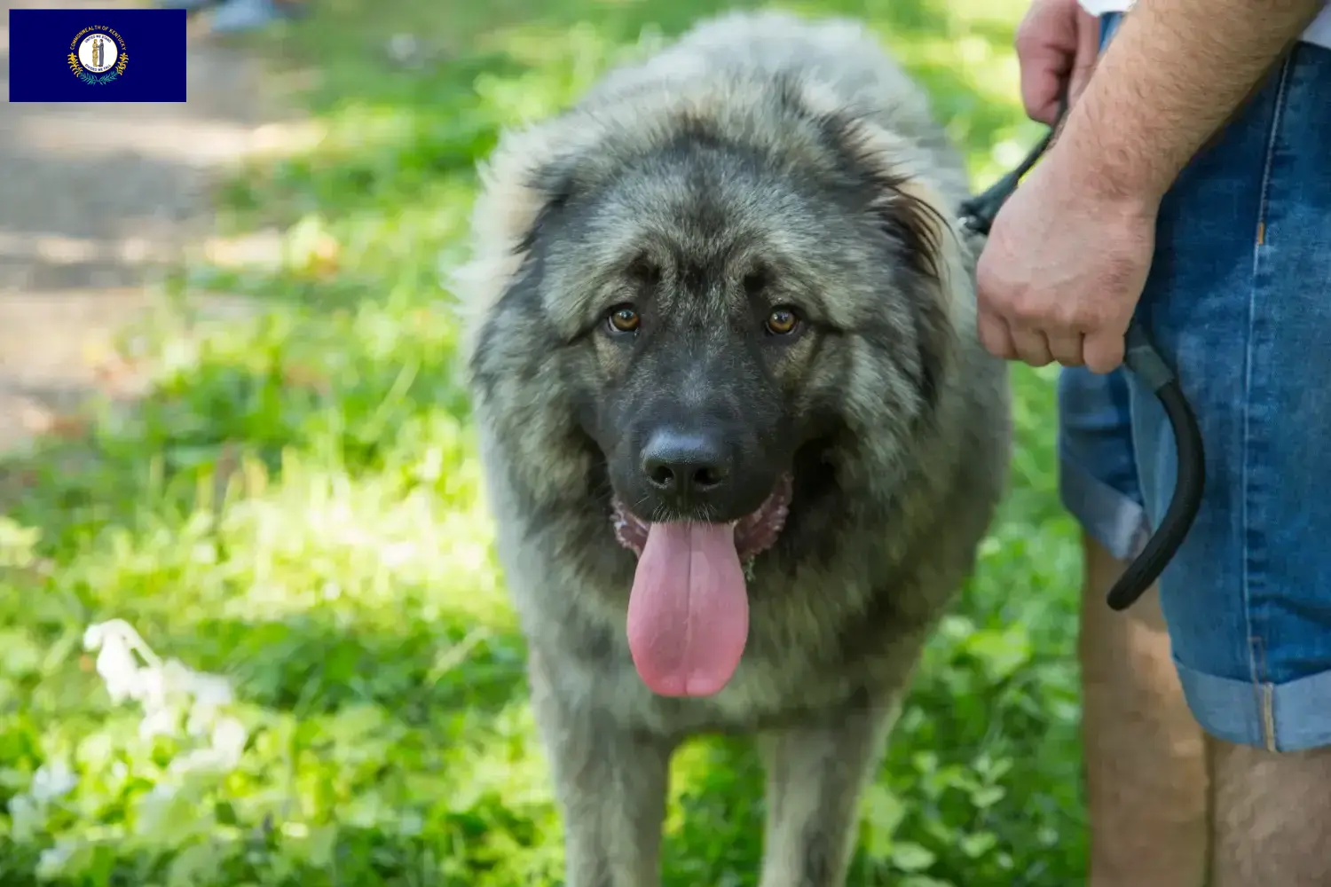 Šarplaninac puppies and breeders Kentucky Here you can find Šarplaninacs breeders in Kentucky.