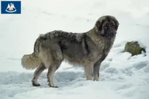 Read more about the article Šarplaninac breeders and puppies in Louisiana