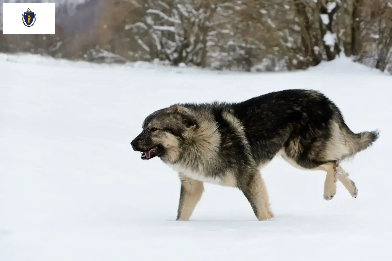 Šarplaninac puppies and breeders Massachusetts Here you can find Šarplaninac breeders in Massachusetts.