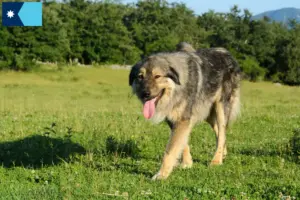 Read more about the article Šarplaninac breeders and puppies in Minnesota