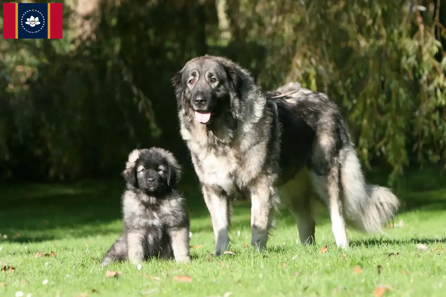 Šarplaninac puppies and breeders Mississippi Here you can find Šarplaninac breeders in Mississippi.