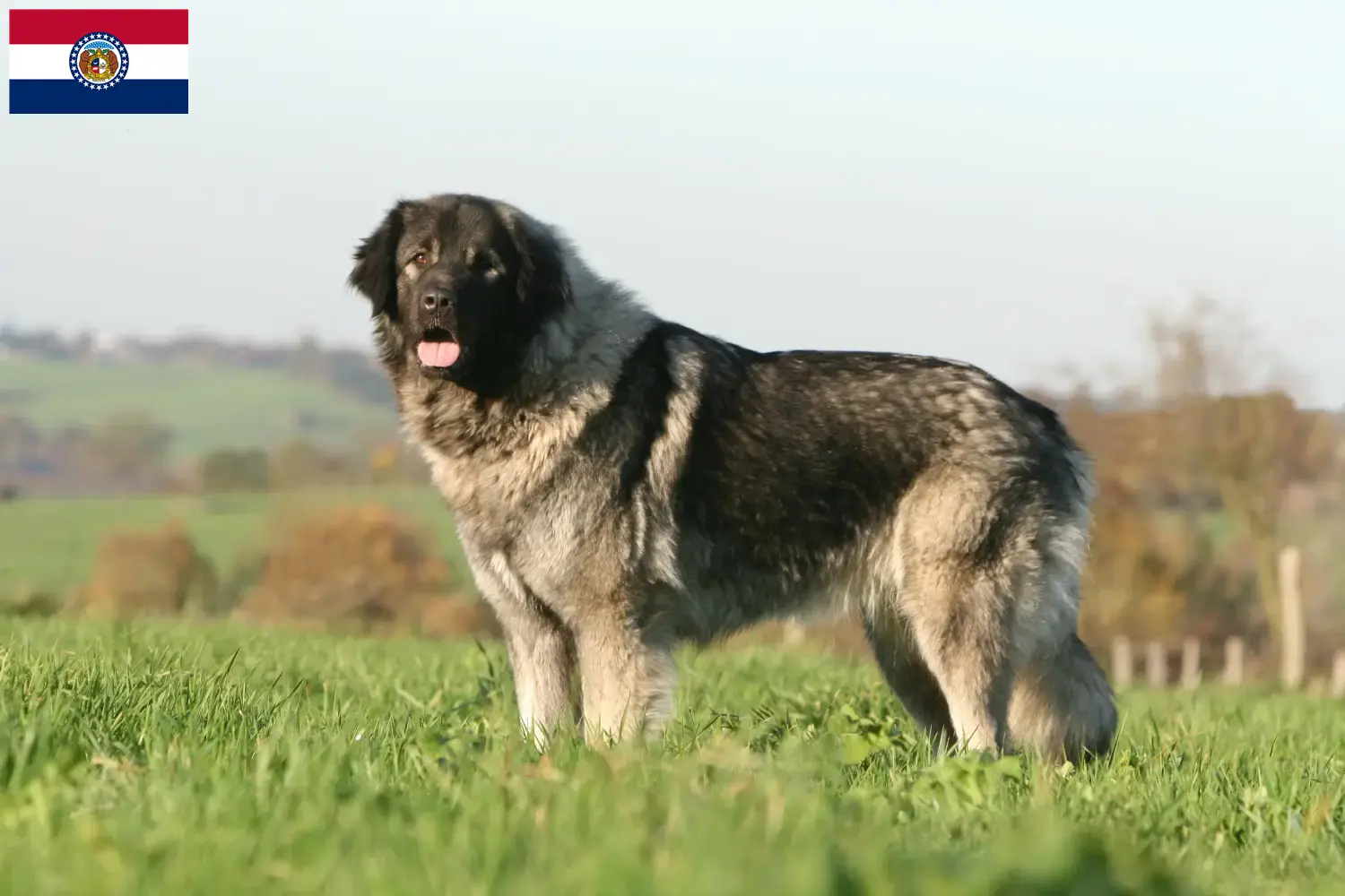 Šarplaninac puppies and breeders Missouri Here you can find Šarplaninac breeders in Missouri.