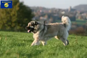 Read more about the article Šarplaninac breeders and puppies in Montana