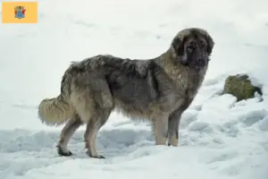 Read more about the article Šarplaninac breeders and puppies in New Jersey
