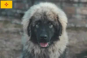 Read more about the article Šarplaninac breeders and puppies in New Mexico