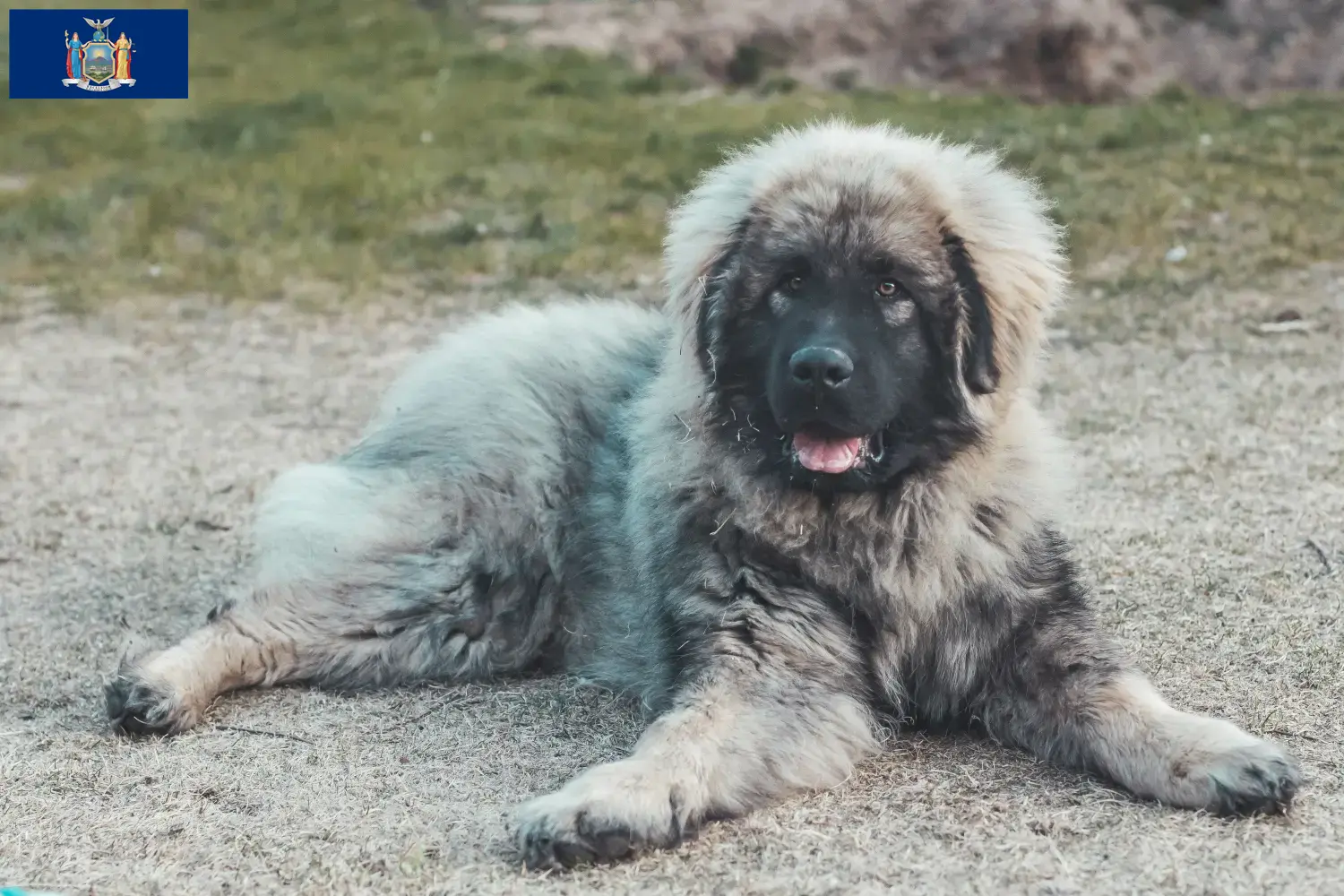 Šarplaninac puppies and breeders New York Find Šarplaninac breeders in New York here.