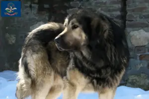 Read more about the article Šarplaninac breeders and puppies in North Dakota
