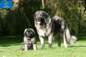 Read more about the article Šarplaninac breeders and puppies in Oklahoma