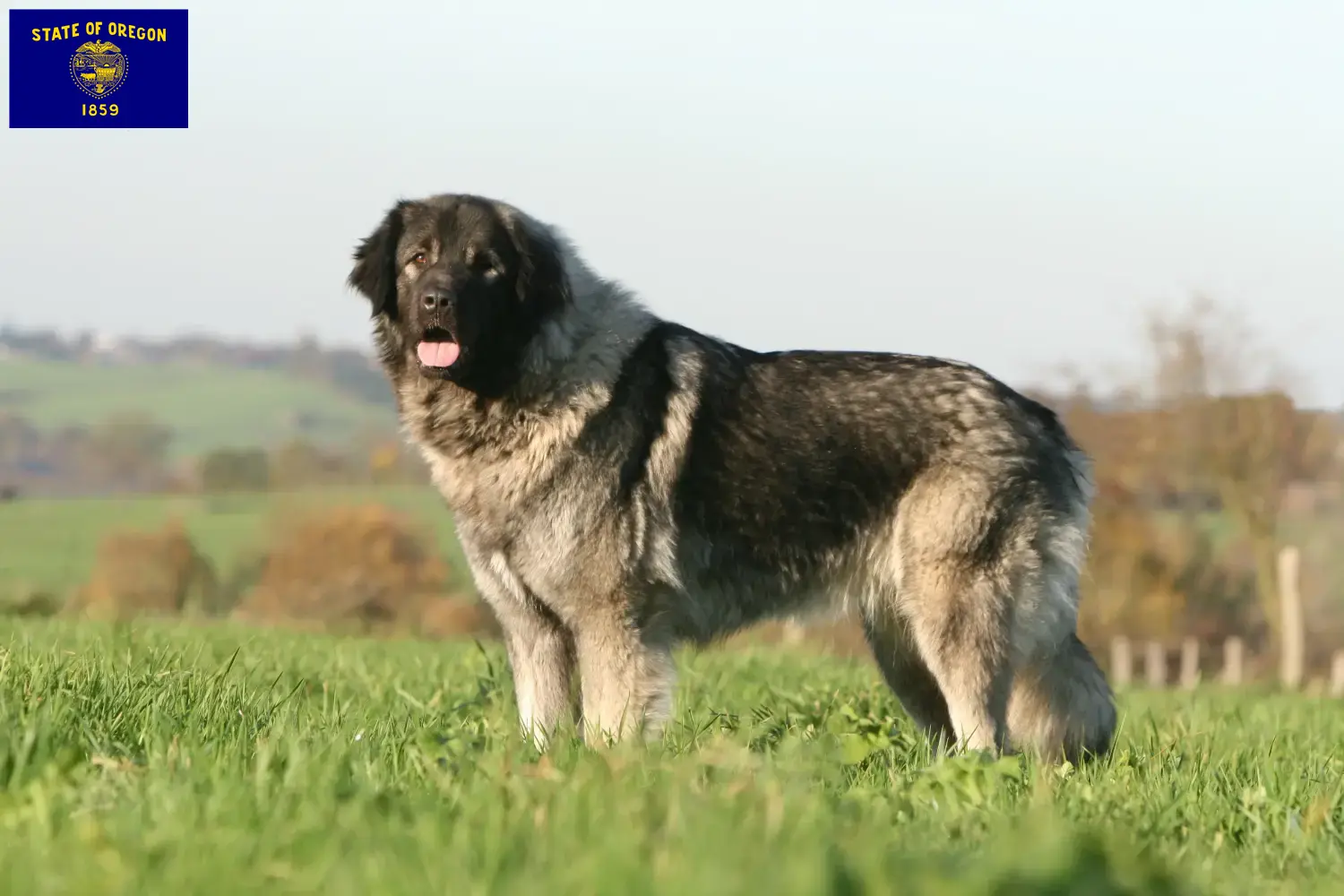 Šarplaninac puppies and breeders Oregon Here you can find Šarplaninacs breeders in Oregon.