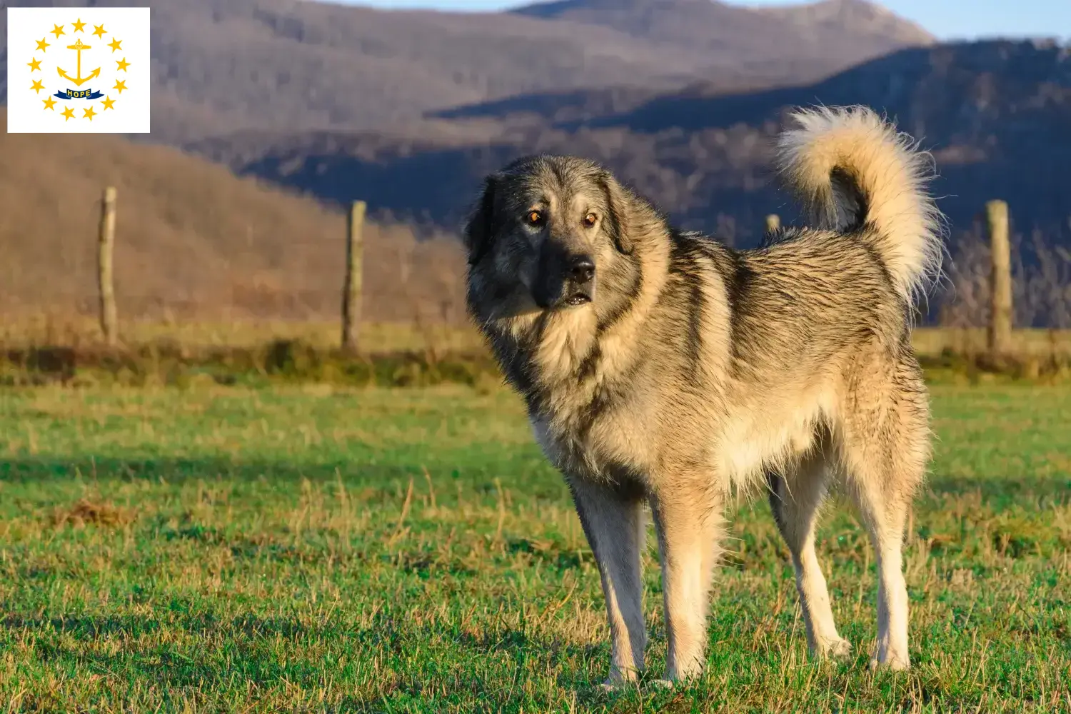 Šarplaninac puppies and breeders Rhode Island Find Šarplaninac breeders in Rhode Island here.