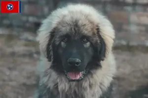 Read more about the article Šarplaninac breeders and puppies in Tennessee