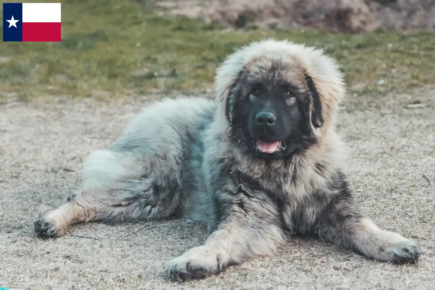 Šarplaninac puppies and breeders Texas Here you can find Šarplaninacs breeders in Texas.