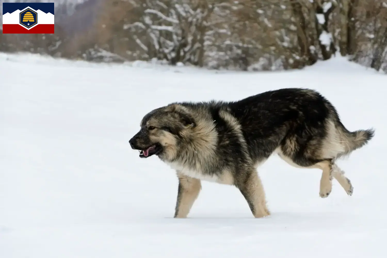 Šarplaninac puppies and breeder Utah Here you can find Šarplaninacs breeders in Utah.