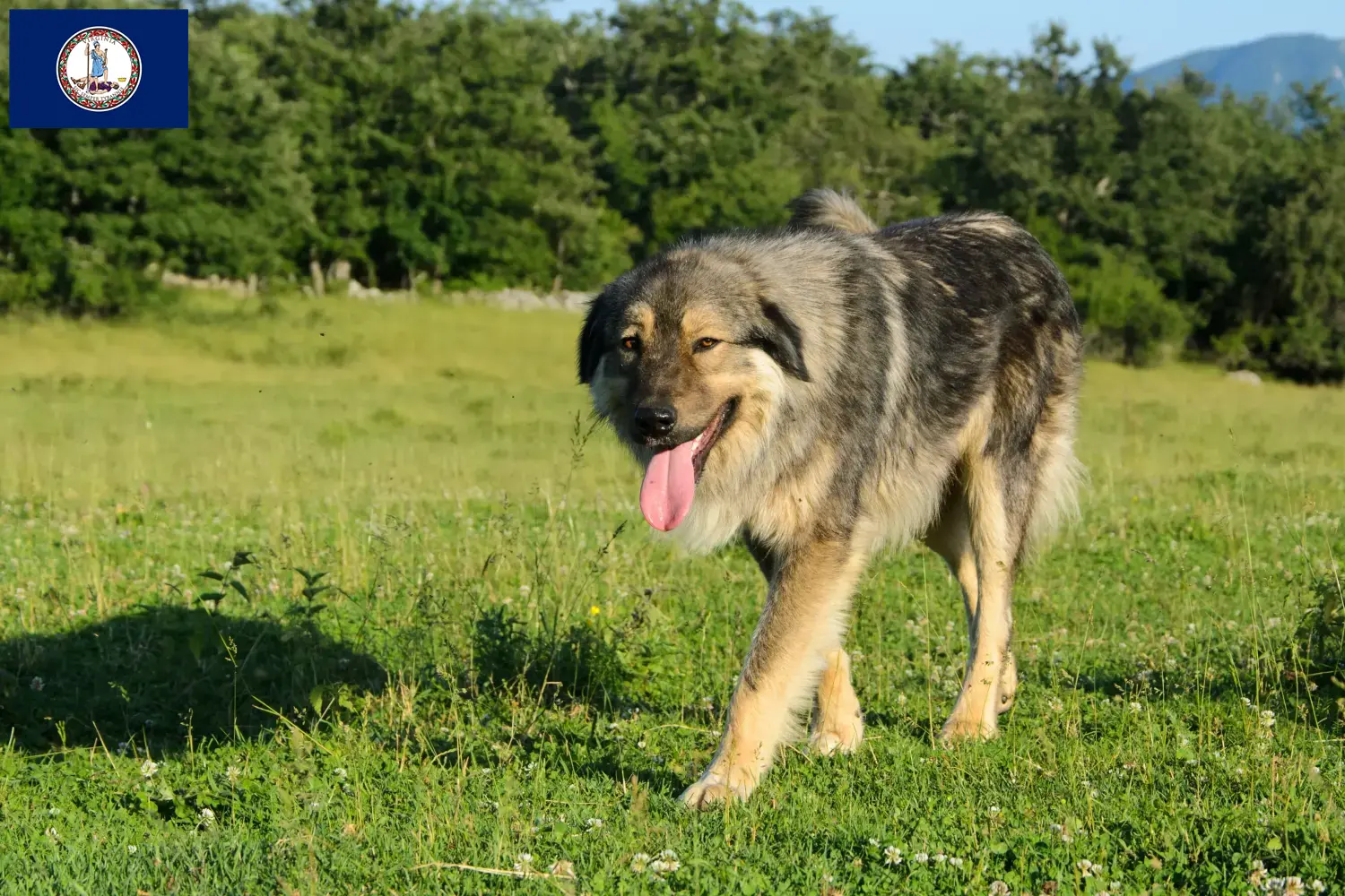 Šarplaninac puppies and breeder Virginia Here you can find Šarplaninac breeders in Virginia.
