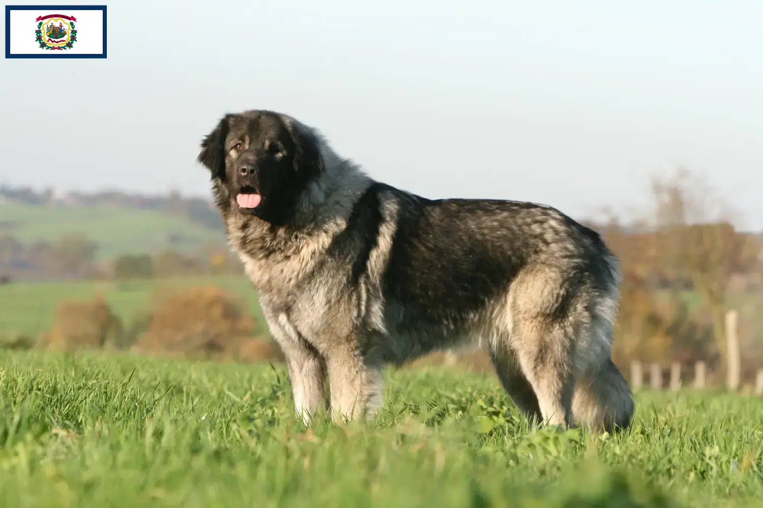 Read more about the article Šarplaninac breeders and puppies in West Virginia