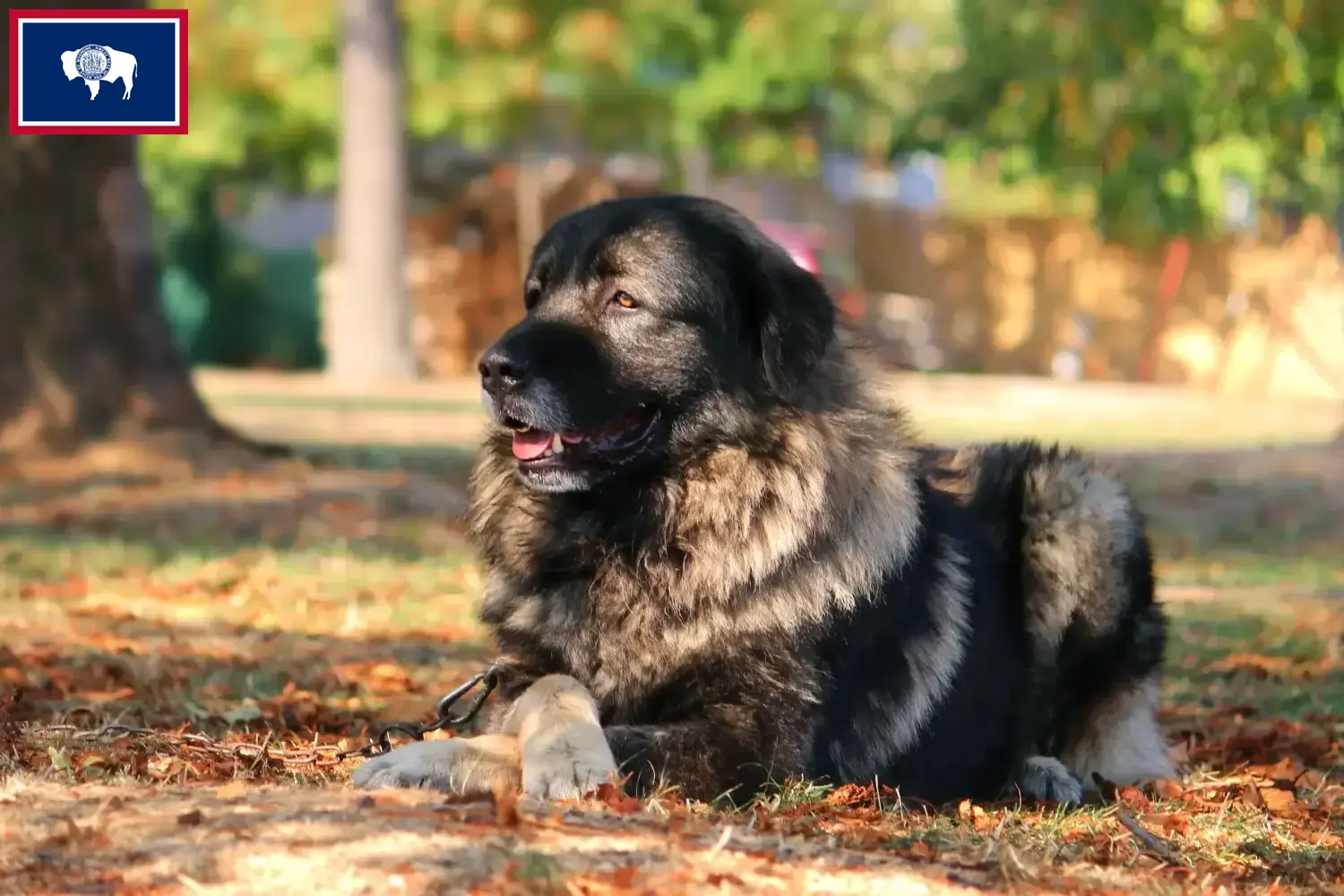 Read more about the article Šarplaninac breeders and puppies in Wyoming