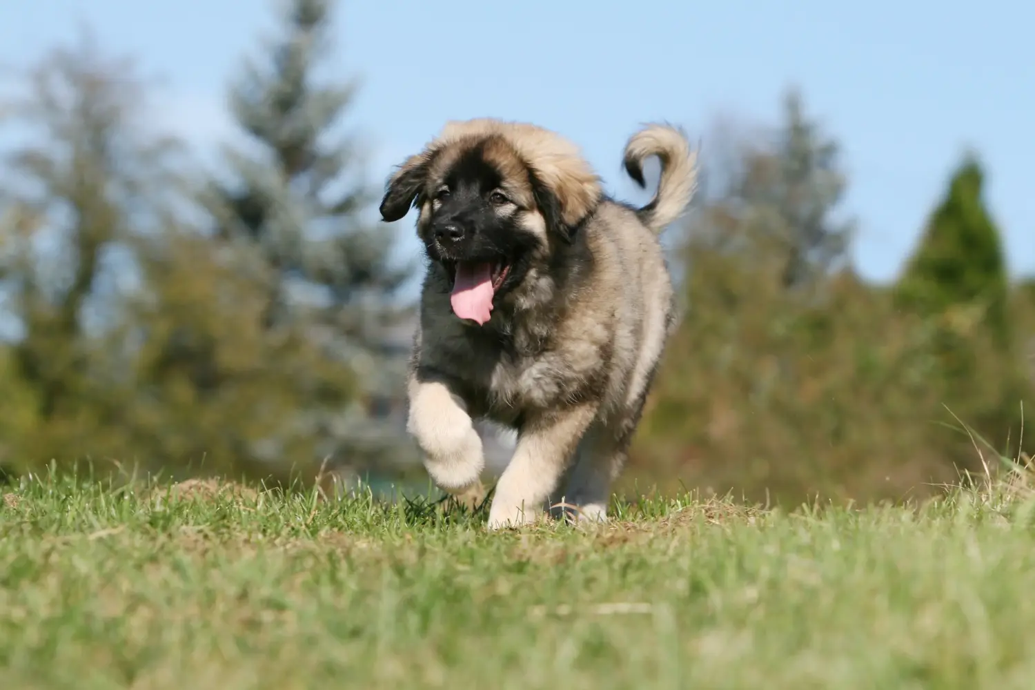 Buying a Šarplaninac puppy means taking responsibility! Buy Šarplaninac puppies.