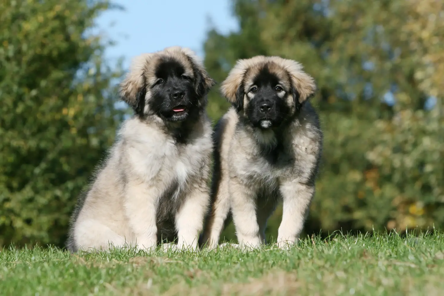 Buying a Šarplaninac puppy means taking responsibility! Buy Šarplaninac puppies.