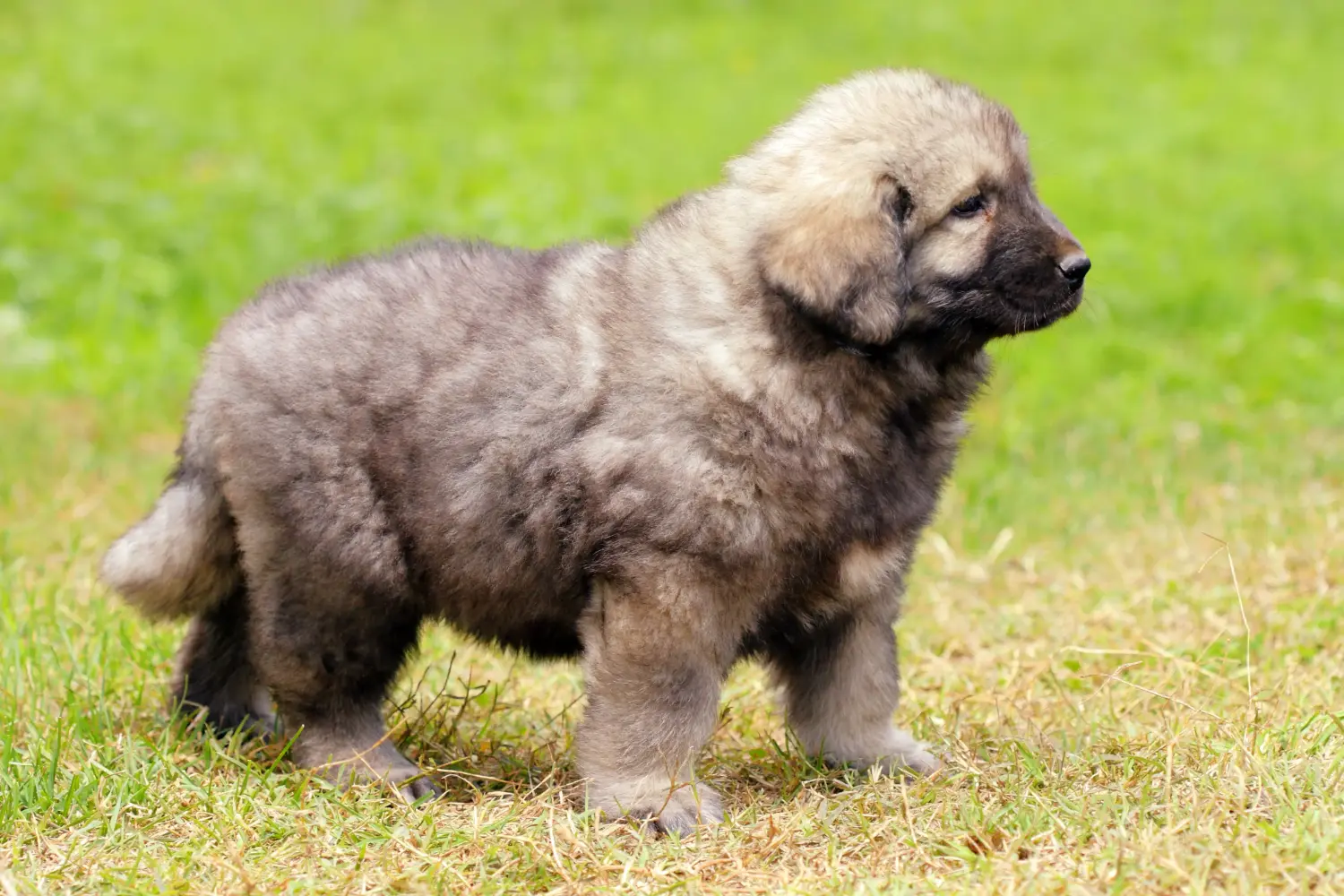 Buying a Šarplaninac puppy means taking responsibility! Buy Šarplaninac puppies.
