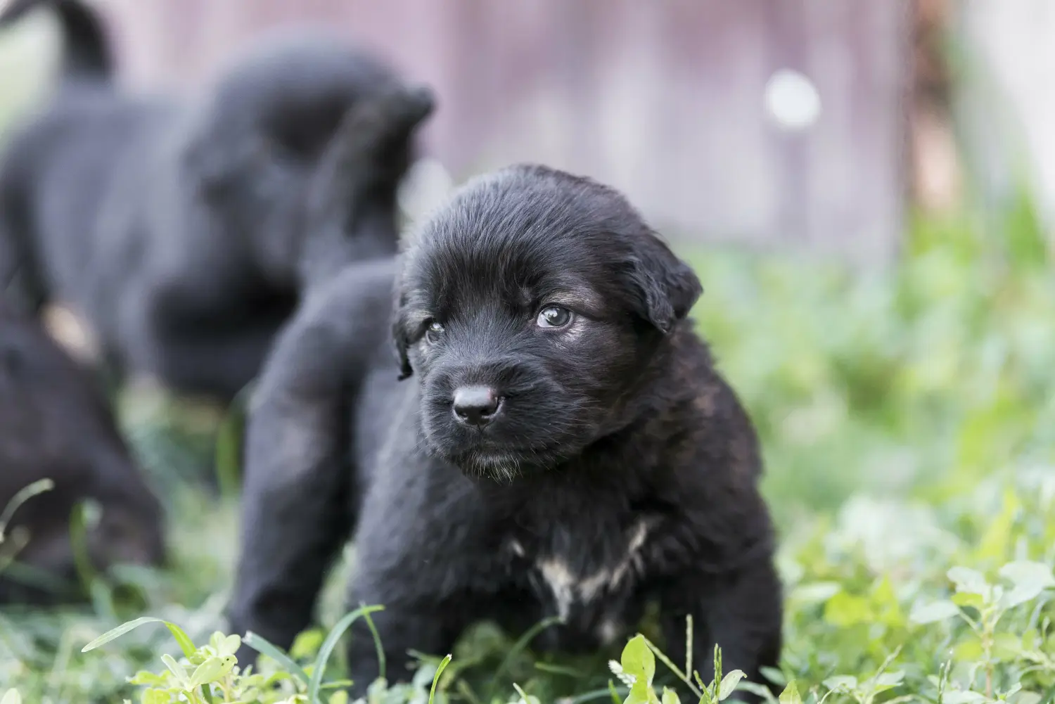 Buying a Šarplaninac puppy means taking responsibility! Buy Šarplaninac puppies.