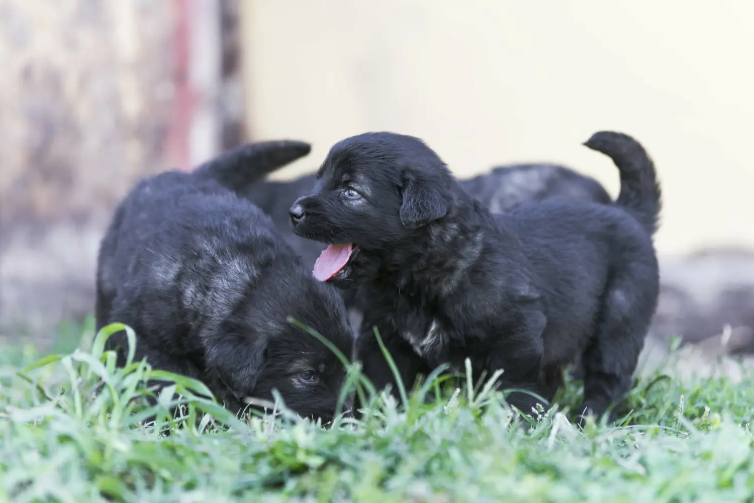 Buying a Šarplaninac puppy means taking responsibility! Buy Šarplaninac puppies.