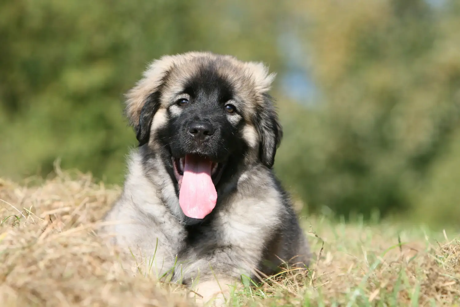Buying a Šarplaninac puppy means taking responsibility! Buy Šarplaninac puppies.