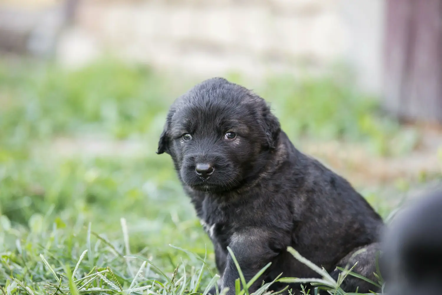 Buying a Šarplaninac puppy means taking responsibility! Buy Šarplaninac puppies.