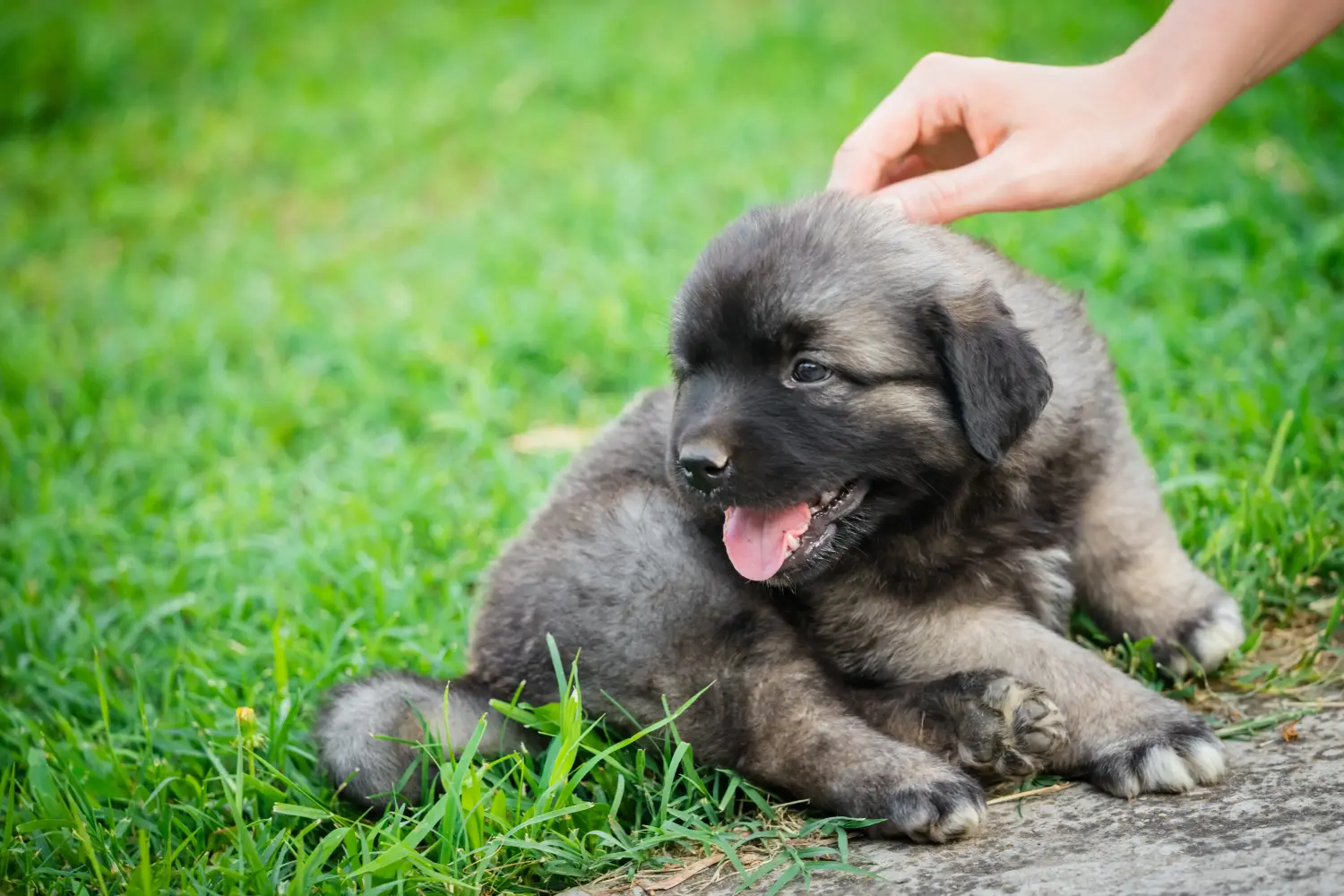 Buying a Šarplaninac puppy means taking responsibility! Buy Šarplaninac puppies.