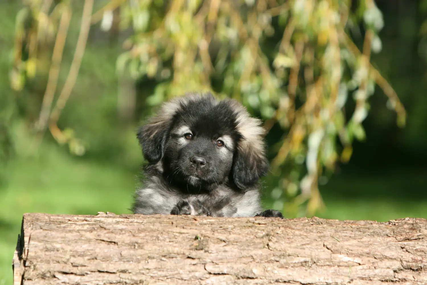 Buying a Šarplaninac puppy means taking responsibility! Buy Šarplaninac puppies.