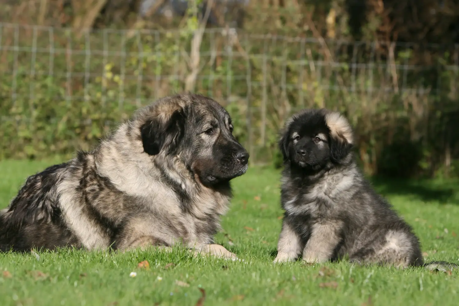 Buying a Šarplaninac puppy means taking responsibility! Buy Šarplaninac puppies.