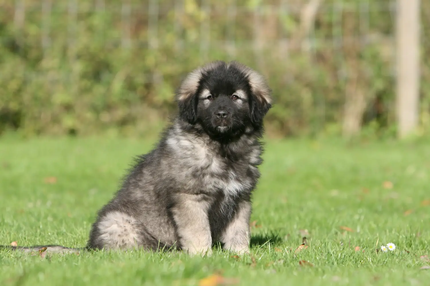 Buying a Šarplaninac puppy means taking responsibility! Buy Šarplaninac puppies.