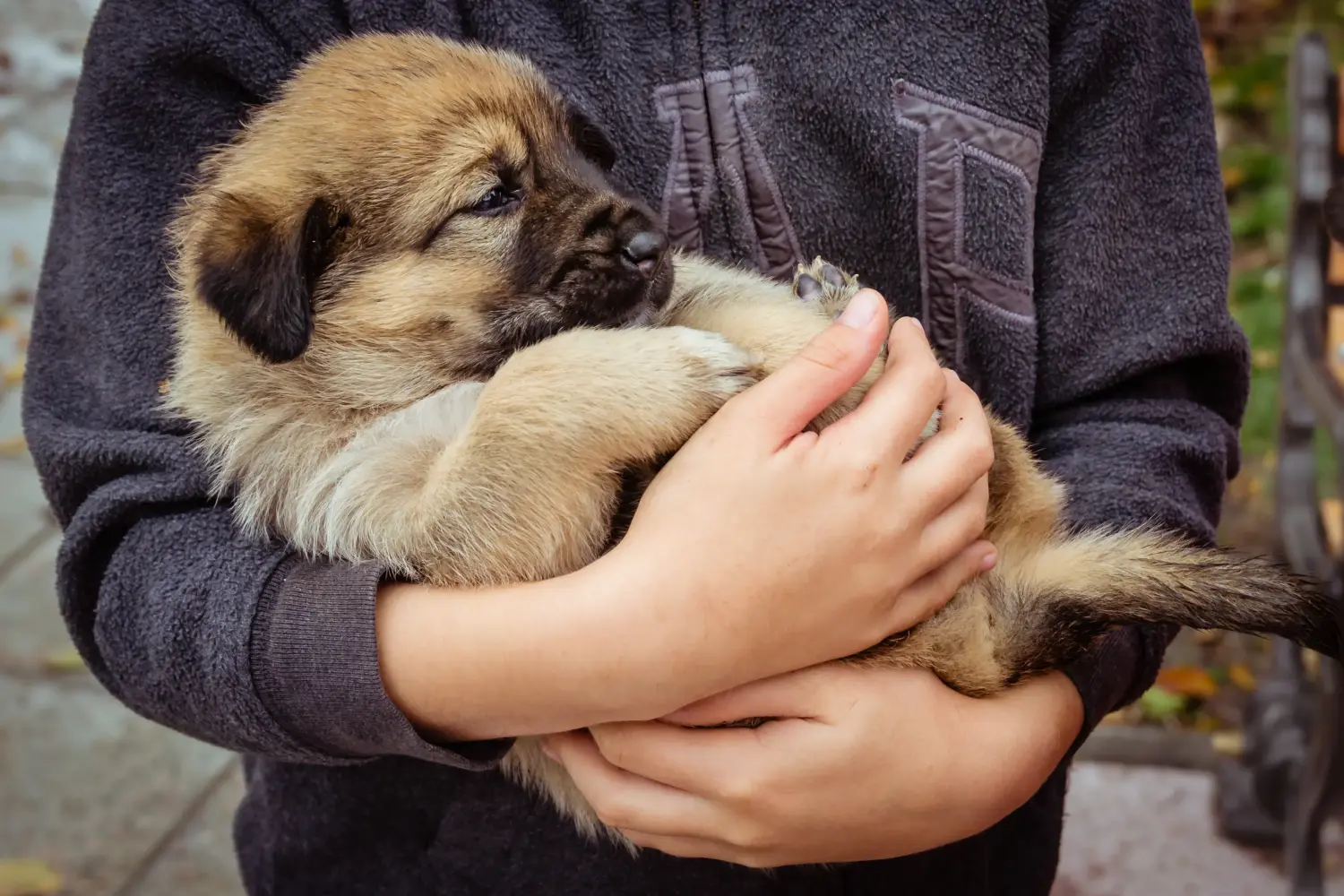 Buying a Šarplaninac puppy means taking responsibility! Buy Šarplaninac puppies.