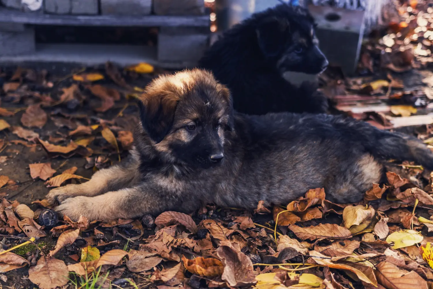 Buying a Šarplaninac puppy means taking responsibility! Buy Šarplaninac puppies.