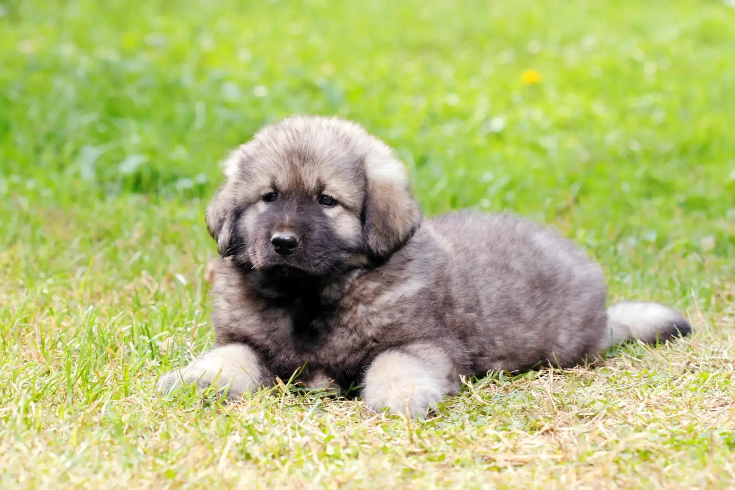 Buying a Šarplaninac puppy means taking responsibility! Buy Šarplaninac puppies.