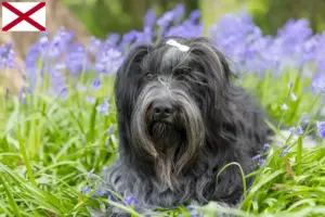 Read more about the article Schapendoes breeders and puppies in Alabama