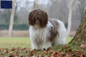 Read more about the article Schapendoes breeders and puppies in Alaska