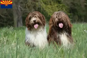 Read more about the article Schapendoes breeders and puppies in Arizona