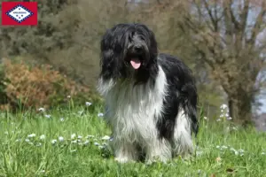 Read more about the article Schapendoes breeders and puppies in Arkansas