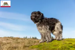 Read more about the article Schapendoes breeders and puppies in California