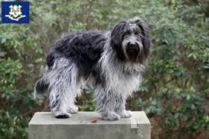 Read more about the article Schapendoes breeders and puppies in Connecticut