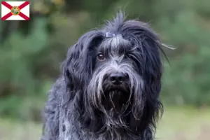 Read more about the article Schapendoes breeders and puppies in Florida