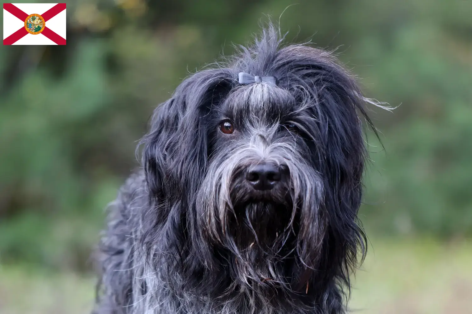 Schapendoes puppies and breeders Florida Find here Schapendoes breeders in Florida.